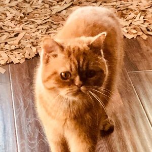 Meet your Posher, Amandah